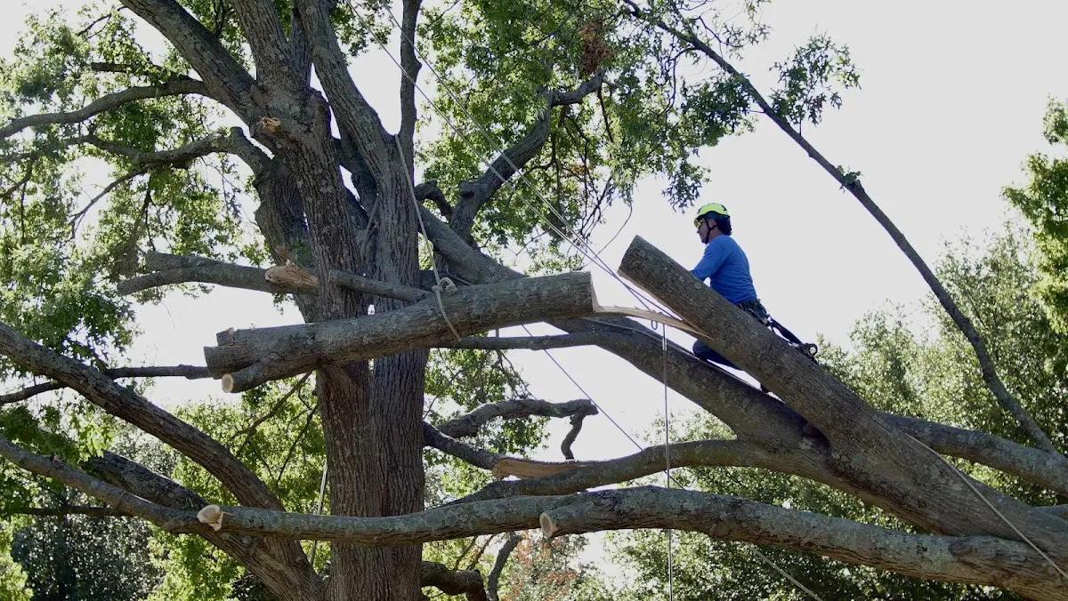 Professional Hazardous Tree Removal performed by certified arborists in Pfafftown